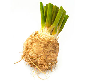 Корень сельдерея