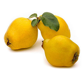 Айва АгроЛюкс