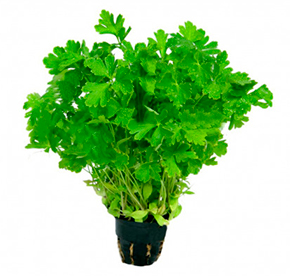 Петрушка в горшочке 50гр