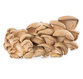 Грибы вешенка