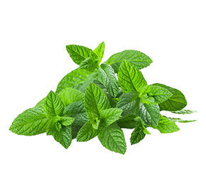 Зелень Мята 0,05 кг (ООО Лето) шт