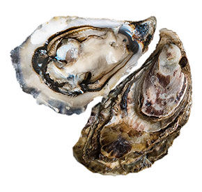 Устрица живая тихоокеанская (Crassostrea gigas Thunberg), №4 (50-65  грамм) продукт аквакультуры
