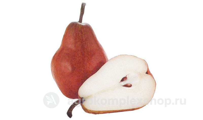 Груша Red Anjou