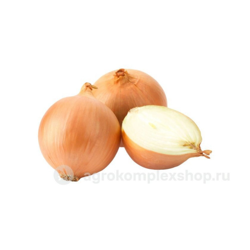 Лук репчатый