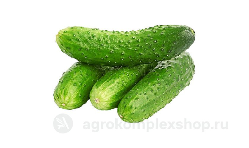 Огурцы пупырчатые